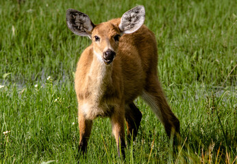deer in the grass, corrientes, park ibera