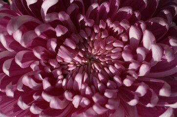 Soft Light Purple Flower Center of Chrysanthemum 'Atsumono' in Full Bloom
