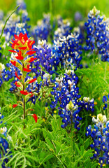 Bluebonnets and Texas Ranch Land