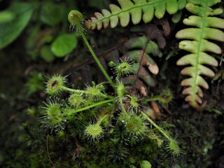 食虫植物･モウセンゴケ
