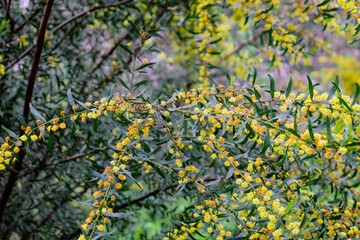 yellow acacia flowers in the spring