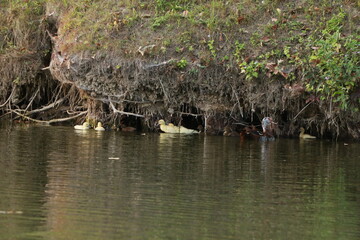 Muscovy Ducks and babies