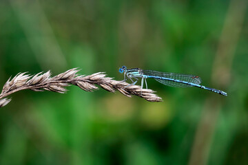 Blaue Federlibelle ( Platycnemis pennipes ).