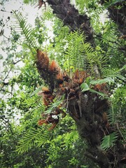 キリマンジャロの植物