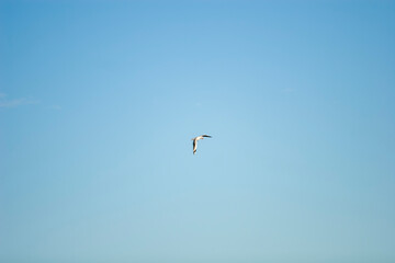 A flying seagull in the blue sky