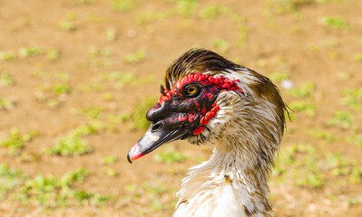 Na zdjęciu samica kaczki piżmowej (Cairina moschata). Widoczna na tym zdjęciu chętnie pozuje do zdjęcia.