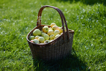 Apples in a basket on the grass