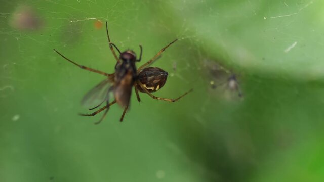 Cought in the spider's trap