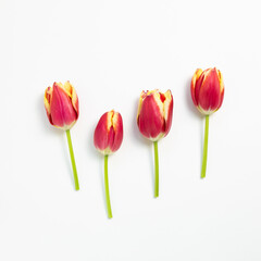 Red tulip flowers on white background. flat lay, top view, copy space