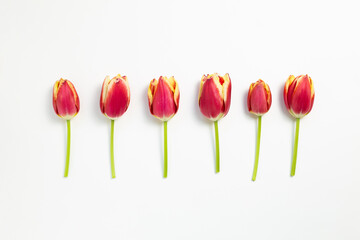 Red tulip flowers on white background. flat lay, top view, copy space