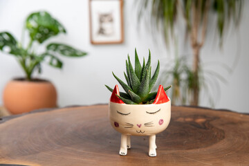 cactus and plants in colorful handmade ceramic pots