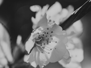 Black and white closeup of cherry blossom