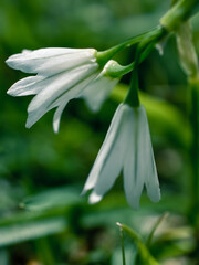 Obraz premium Closeup of white flowers