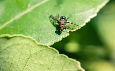 Closeup of an insect on a green leaf