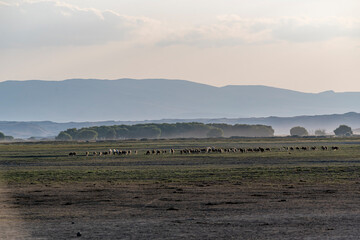 Fototapeta na wymiar Herd of sheep grazing in the plain