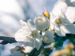 Cherry blossom in the sunlight