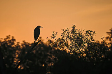 Silhouette eines Graureiher s ( Ardea cinerea ) im Licht der aufgehenden Sonne
