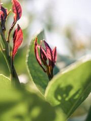 Closeup of a fresh leaves in the sunlight