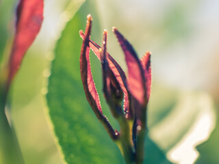 Closeup of a fresh leaves in the sunlight