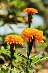 marigold tree in garden