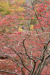 色とりどりの紅葉