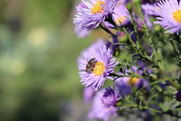 purple flower and bee, autumn