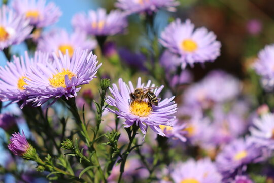 purple flower and bee, autumn