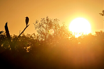 Silhouette eines Graureiher s ( Ardea cinerea ) im Licht der aufgehenden Sonne