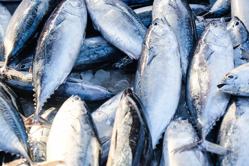 Tuna fish bundke sell in seafood market