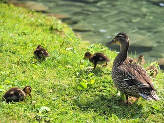 ツール･ド･モンブラン