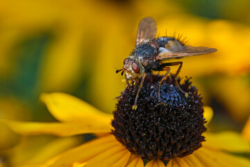 Igelfliege ( Tachina fera ).