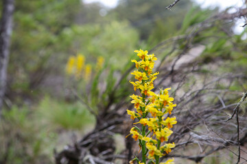 Yellow flowers in front of trees in Bariloche, Argentina