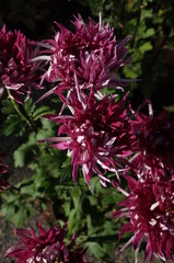 Light Purple Flowers of Chrysanthemum 'Edo Giku' in Full Bloom
