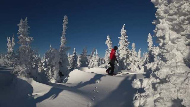 side view: a guy goes skiing among beautiful snow-covered firs. Ski touring and splitboarding concept. Winter sport hike and travel. 4k RAW footage