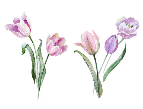 Beautiful floral painting with watercolor gentle blooming tulip flowers. Stock illustration.