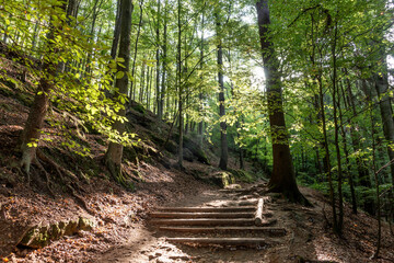 Path in the forest, Saxon Switzerland National Park. Germany © kelifamily