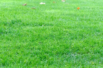 Closeup shot of grass in a park