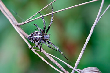 Gartenkreuzspinne ( Araneus diadematus ).