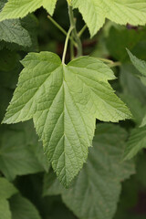 Naklejka na ściany i meble Currant bush leaves.