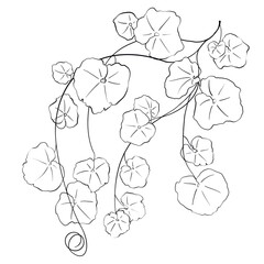 Pattern of Esolited Elements of pumpkin leaves and flowers on white background 