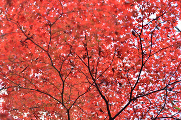 色とりどりの紅葉