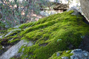 rock covered in moss