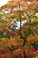 色とりどりの紅葉