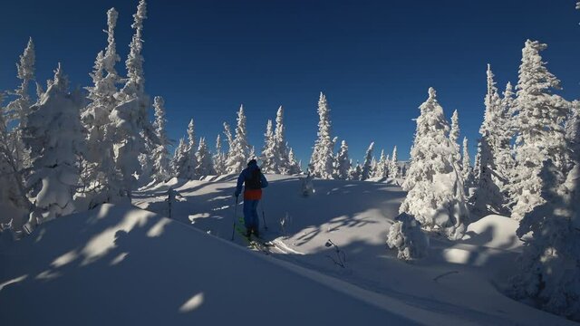 skiing in a bright suit against the background of a fantastic winter forest. Ski touring and splitboarding concept. Winter sport hike and travel. 4k RAW footage