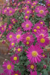 Fototapeta premium Light Pink Flowers of Chrysanthemum 'Kengai Style' in Full Bloom 