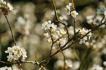 blossoming tree in spring
