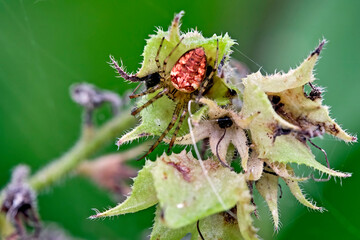 Herbstspinne ( Metellina segmentata ).