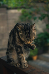 Portrait of street cat washes its face on a railing on a porch
