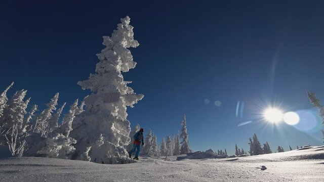 skitur among snow-covered Christmas trees against the bright sun. Ski touring and splitboarding concept. Winter sport hike and travel. 4k RAW video footage
