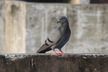 Fototapeta premium pigeon on the terrace dike of a building in the city
